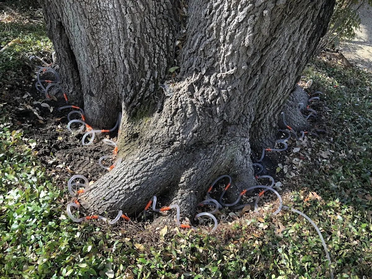 Detailed Tree Cabling and Bracing job site in Topeka